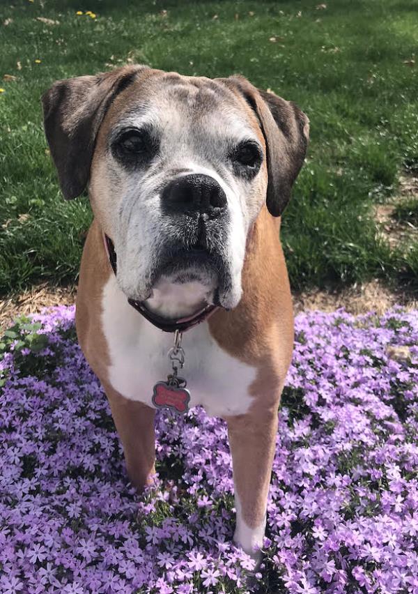 /Images/uploads/New Jersey Boxer Rescue/NJBoxerRescue/entries/17809.jpg